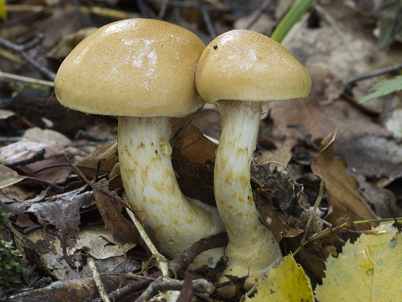 Cortinarius olidus